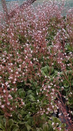 Saxifraga urbium 2L