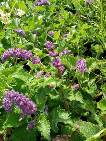 Salvia verticillata Purple Rain 2L - image 2