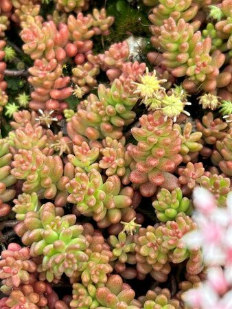 Sedum album 'Coral Carpet' 2L - image 3