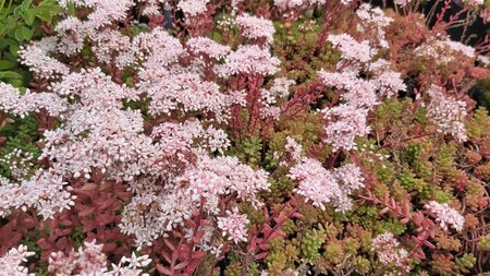 Sedum album 'Coral Carpet' 2L - image 1