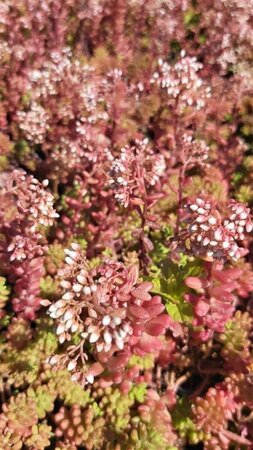 Sedum album 'Coral Carpet' 2L - image 2