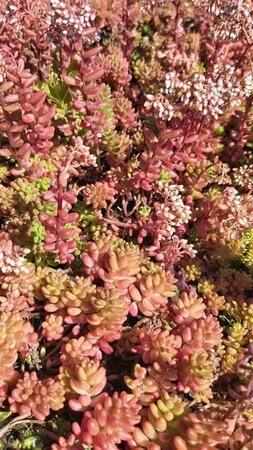 Sedum album 'Coral Carpet' 2L - image 3