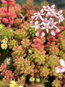 Sedum album 'Coral Carpet' 2L - image 5