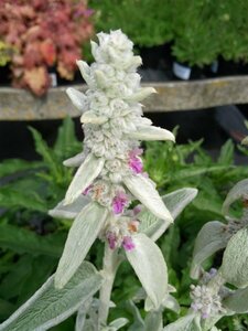 Stachys byzantina 2L - image 2