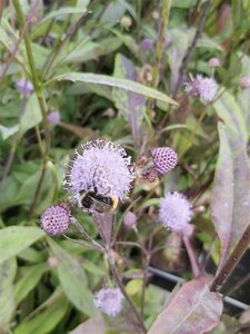 Succisa pratensis 2L - image 1