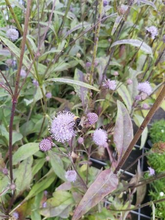 Succisa pratensis 2L - image 2