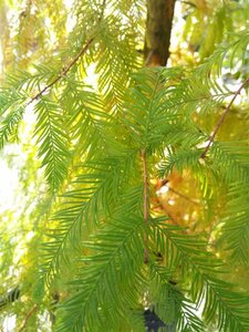 Taxodium distichum SELECT STD 10/12 Wire RB
