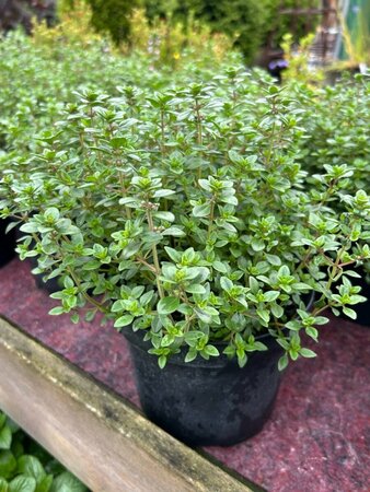 Thymus 'Lemon Variegated' 2L