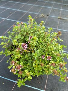 Thymus serpyllum 2L - image 2