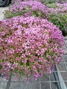 Thymus serpyllum 2L - image 2