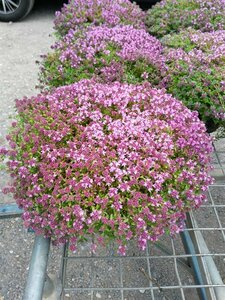 Thymus serpyllum 2L - image 3