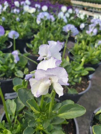 Viola 'Blue Sails' (R) 2L - image 1