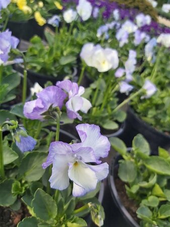 Viola 'Blue Sails' (R) 2L - image 2