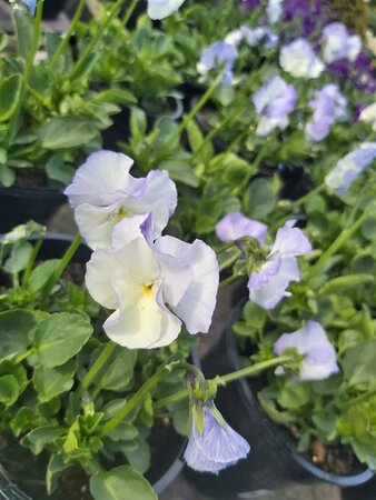 Viola 'Blue Sails' (R) 2L - image 3