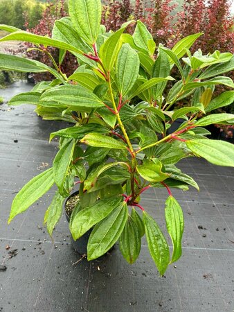 Viburnum davidii 3L - image 4