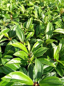 Viburnum davidii 3L - image 1