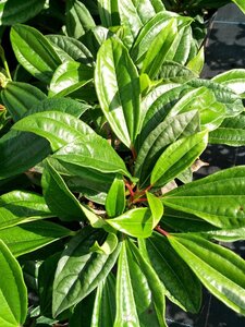 Viburnum davidii 3L - image 2