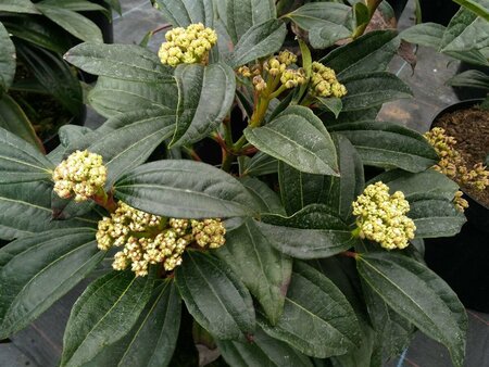 Viburnum davidii 3L - image 3