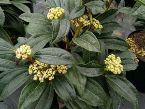Viburnum davidii 3L - image 3