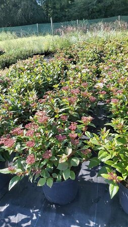 Viburnum tinus Spirit* 10L - image 1