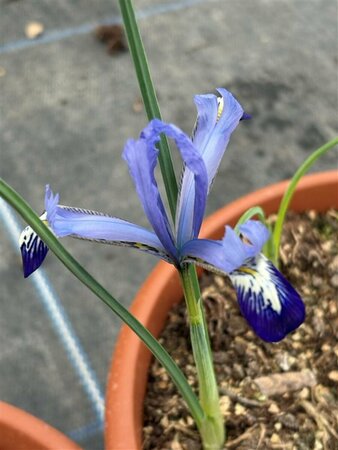 Iris reticulata 'Harmony' 2L - image 1