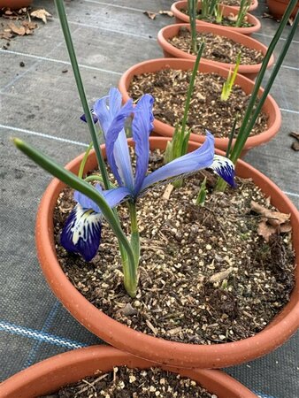 Iris reticulata 'Harmony' 2L - image 2