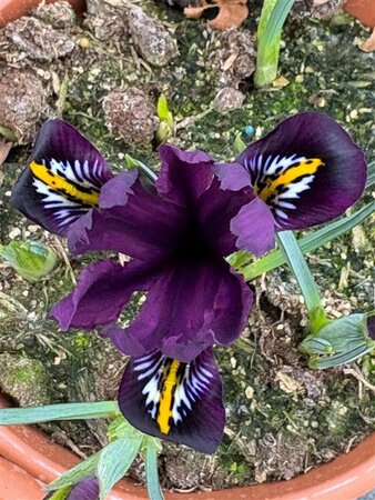 Iris reticulata'Purple Hill' 2L - image 2
