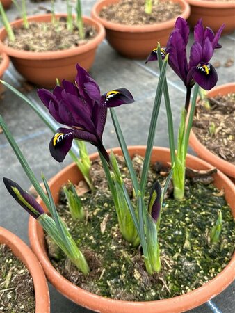 Iris reticulata'Purple Hill' 2L - image 3