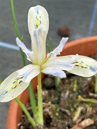 Iris reticulata 'Painted Lady' 2L - image 1