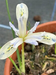Iris reticulata 'Painted Lady' 2L