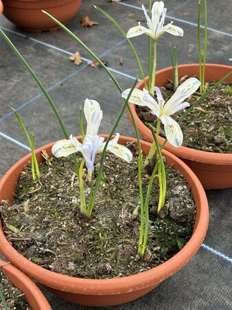 Iris reticulata 'Painted Lady' 2L - image 2