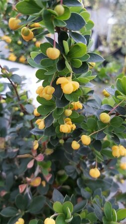 Berberis buxifolia Nana 10L