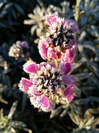 Erysimum 'Bowles' Mauve' 2L - image 2