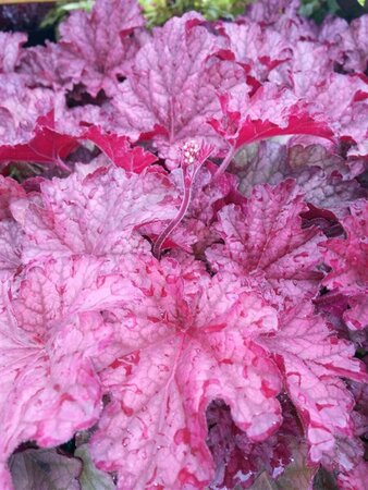 Heuchera 'Berry Smoothie' 2L