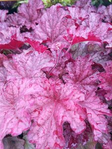 Heuchera 'Berry Smoothie' 2L