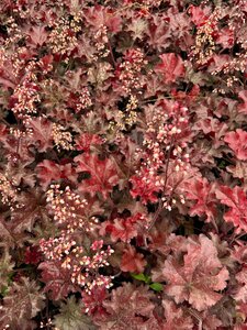 Heuchera 'Cherry Cola' 2L