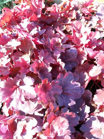 Heuchera 'Cherry Cola' 2L - image 2