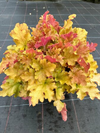 Heuchera 'Marmalade' 2L - image 3
