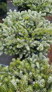 Abies k. 'Kohout's Icebreaker' 20-30 Root Ball - image 3