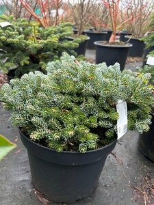 Abies k. 'Kohout's Icebreaker' 20-30 Root Ball - image 2