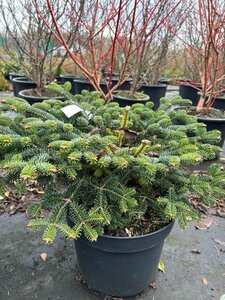 Abies nordm. Dobrichovice 30-40 Root Ball