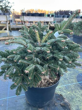 Abies nordm. Dobrichovice 30-40 Root Ball - image 2