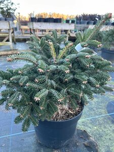 Abies nordm. Dobrichovice 30-40 Root Ball - image 2