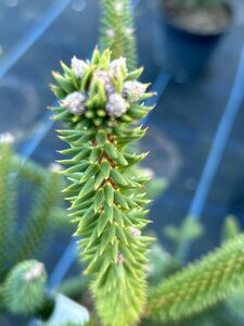 Abies pinsapo 50-60 Root Ball - image 2
