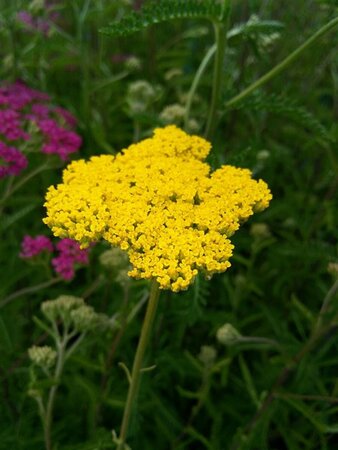 Achillea fil. 'Cloth of Gold' 2L