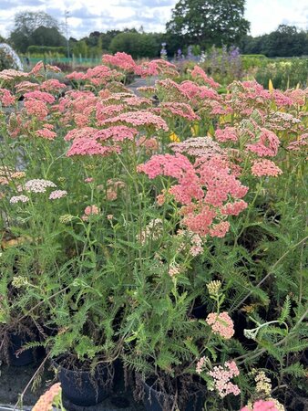 Achillea m. 'Lachsschönheit' 2L