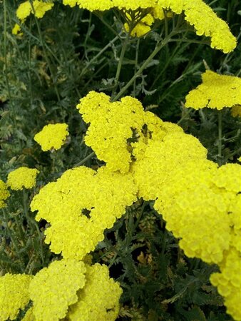 Achillea 'Moonshine' 2L
