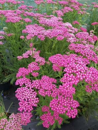 Achillea m. 'Summerwine' 2L