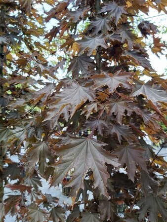 Acer plat. 'Crimson King' Heavy std 12/14 80L