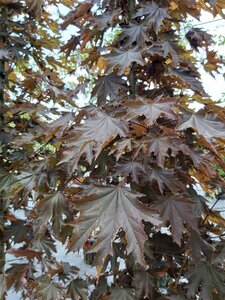 Acer plat. 'Crimson King' Heavy std 12/14 80L